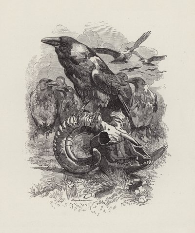 Illustration für Die Wasserkinder von Charles Kingsley von Edward Linley (after) Sambourne