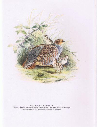 Rebhuhn und Küken, Natur in Großbritannien von Edward Neale