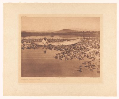 Wokas sammeln - Klamath von Edward Sheriff Curtis