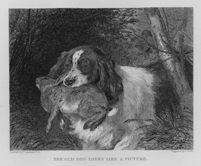 Der alte Hund sieht aus wie ein Bild von Edwin (after) Landseer