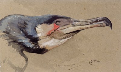 Kormoran von Edwin John Alexander