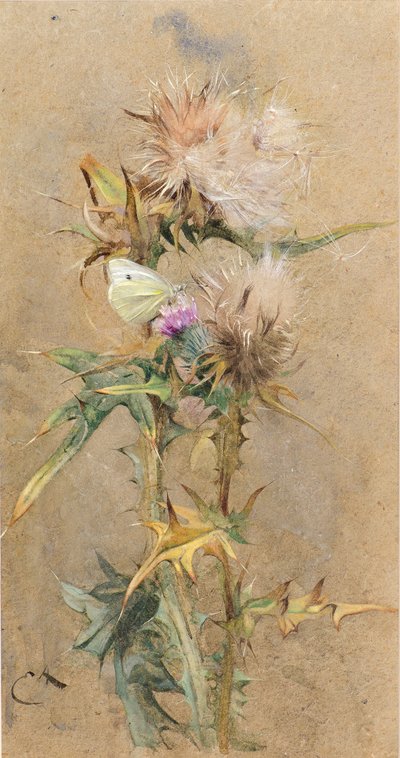 Disteln und Schmetterling von Edwin John Alexander