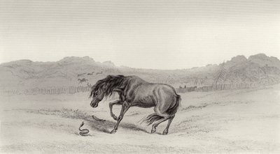 Erschrocken! von Edwin Landseer