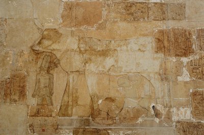 Totentempel der Königin Hatschepsut: Hathor-Kapelle, die Göttin in ihrer kuhähnlichen Form, mit Krone, wird von Hatschepsut gefüttert von Egyptian 18th Dynasty