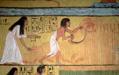 Detail einer Ernteszene an der Ostwand, aus dem Grab von Sennedjem, Das Dorf der Arbeiter, Neues Reich von Egyptian 19th Dynasty