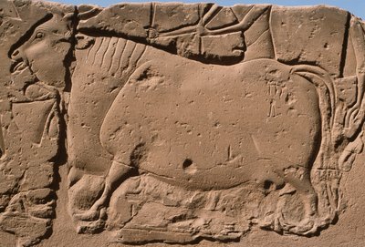 Detail eines Reliefs, das eine Kuh darstellt, Ramses II. (1298-32 v. Chr.) Hof von Egyptian 19th Dynasty