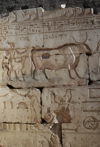 Relief, Tempel von Ramses II., Abydos, Ägypten, ägyptische Zivilisation, Neues Reich, Dynastie XIX von Egyptian 19th Dynasty