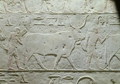 Hirte führt einen Stier, Detail aus der Mastaba des Akhethotep, aus Saqqara, Altes Reich, ca. 2500 v. Chr. von Egyptian 5th Dynasty