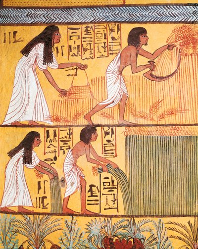 Detail einer Ernteszene an der Ostwand, aus dem Grab von Sennedjem, Das Dorf der Arbeiter von Egyptian Egyptian
