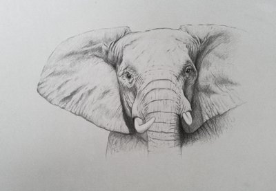 Elefant, 2011 von Eleanor Grafton