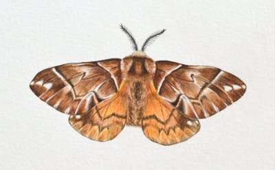 Kentischer Glanz von Eleanor Grafton