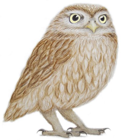 Steinkauz von Eleanor Grafton