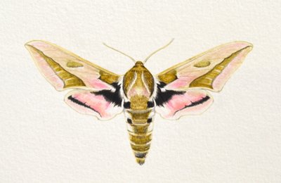 Wolfsmilchschwärmer von Eleanor Grafton