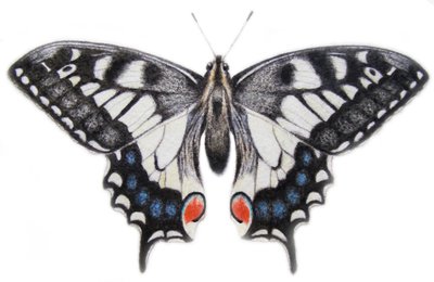 Schwalbenschwanz von Eleanor Grafton