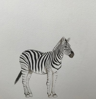 Zebra, 2018 von Eleanor Grafton