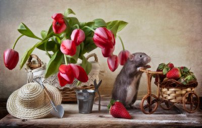 Verspielte Gartenratte von Eleonora Grigorjeva