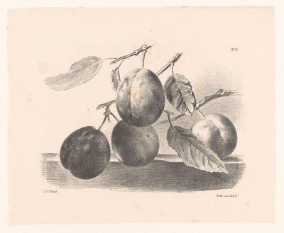 Pflaumen an Zweigen von Elise Therèse Daiwaille