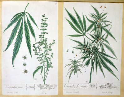 Cannabis mas und Cannabis foemina, aus 