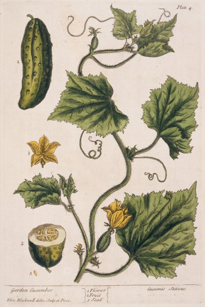 Gartengurke, Tafel 4 aus 