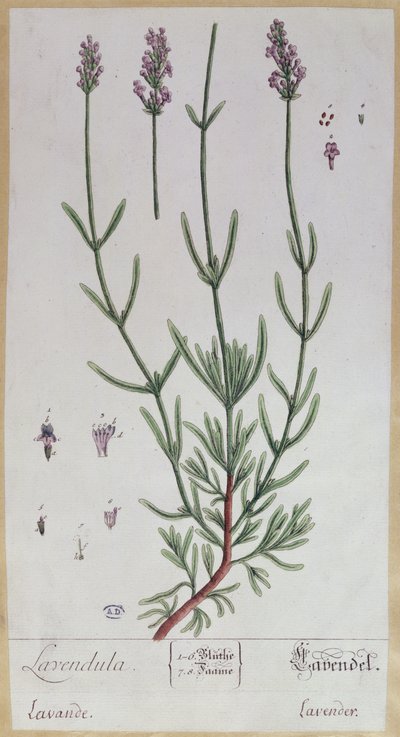 Lavendel, Platte aus 