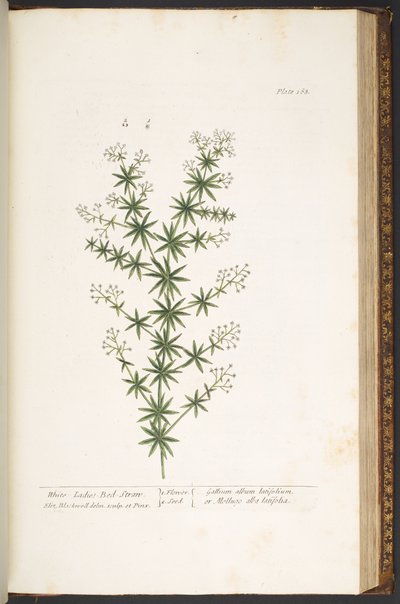 Tafel 168, aus 