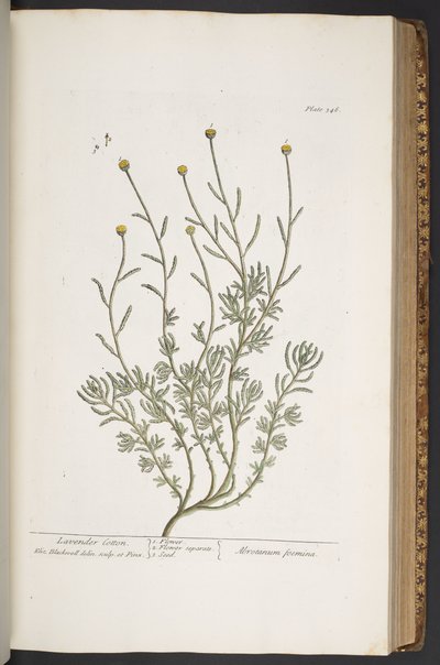 Tafel 346, aus 