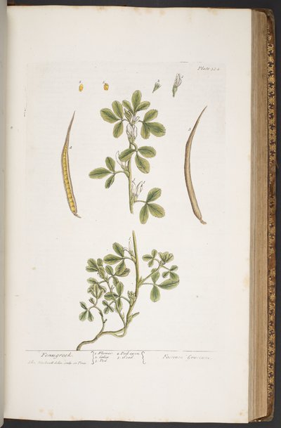 Tafel 384, aus 