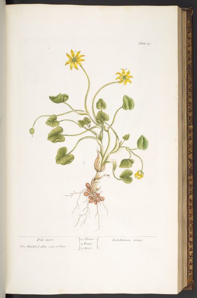 Tafel 51, Haufenwurz, aus 
