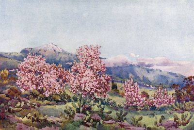 Mandelblüte, Tal von Orotava von Ella Du Cane