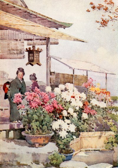 Chrysanthemen von Ella Du Cane