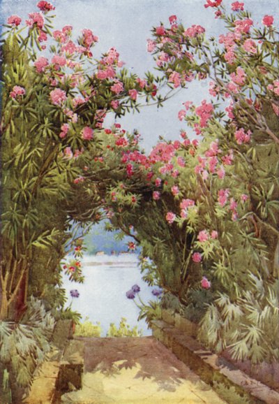 Oleander, Isola Madre, Lago Maggiore von Ella Du Cane