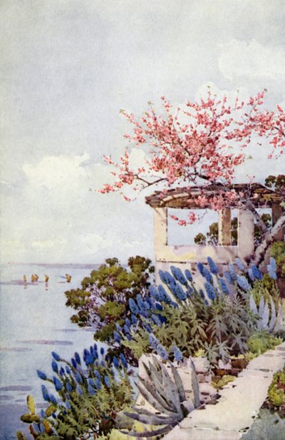 Stolz von Madeira und Pfirsichblüte von Ella Du Cane