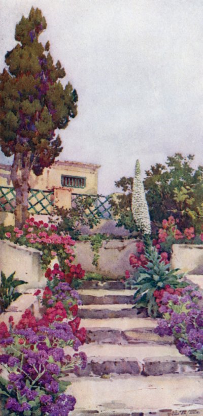 Statices und Stolz von Teneriffa von Ella Du Cane