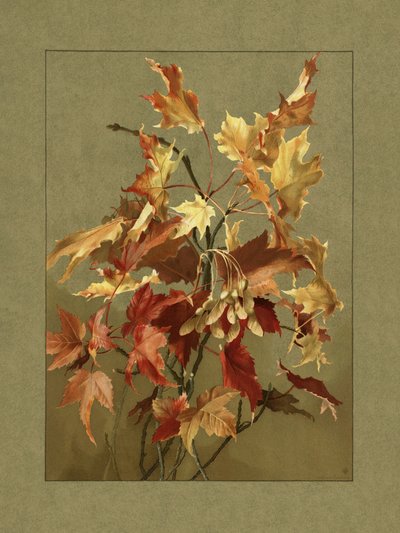 Herbstblätter, Ahorn von Ellen Thayer Fisher