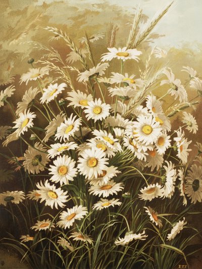 Gänseblümchen von Ellen Thayer Fisher von Ellen Thayer Fisher