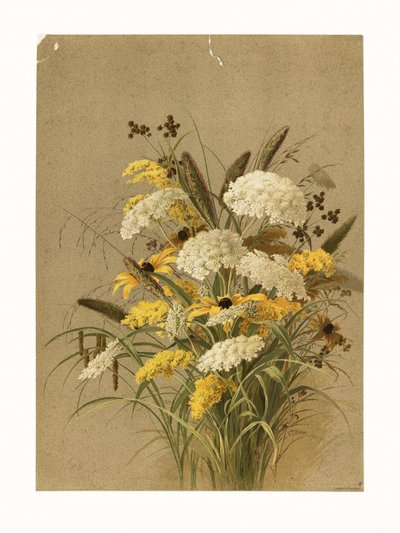 Schierling, Ochsenaugen und Goldrute von Ellen Thayer Fisher