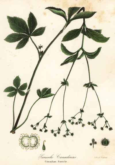 Kanadische Schwarzwurzel oder Kanadische Sanikel, Sanicula canadensis von Endicott Endicott