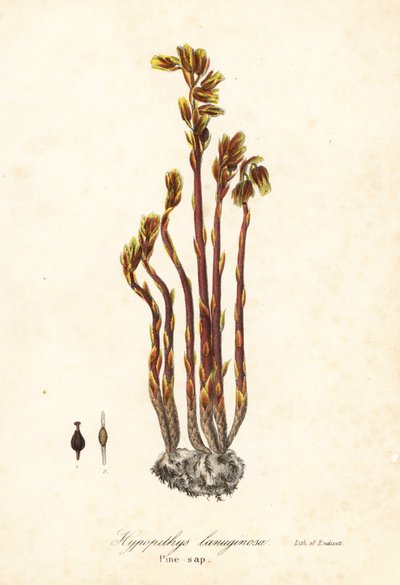 Falsche Buchenmistel, Monotropa hypopitys von Endicott Endicott