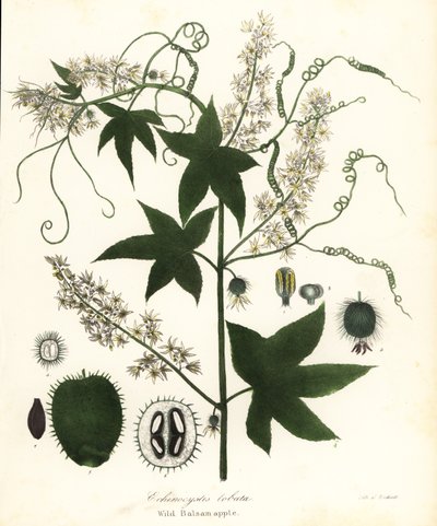 Wilde Gurke, Stachelige Gurke, Bur Gurke oder Wilde Balsamapfel, Echinocystis lobata von Endicott Endicott