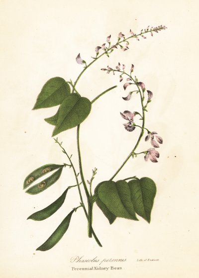 Wilde Nierenbohne, Phaseolus polystachios von Endicott Endicott