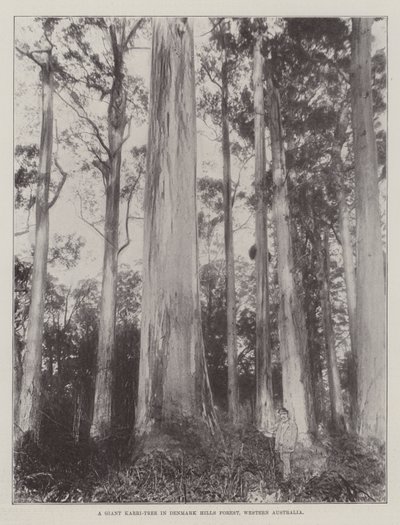 Ein riesiger Karri-Baum im Denmark Hills Forest, Westaustralien von English Photographer