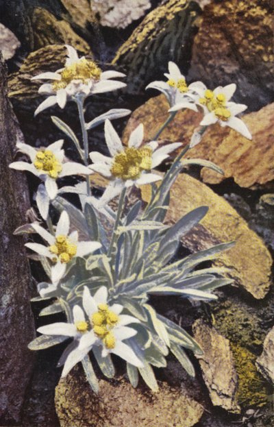Alpenblumen: Edelweiß, Leontopodium Alpinum von English Photographer
