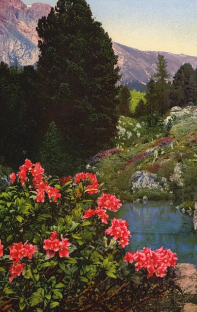 Alpenblumen: Rhododendron Ferrugineum von English Photographer