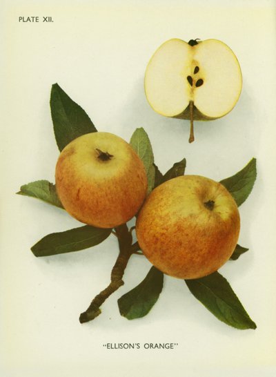 Äpfel Englands: Ellison
