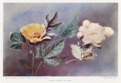 Baumwollblüte und Kapsel von English Photographer