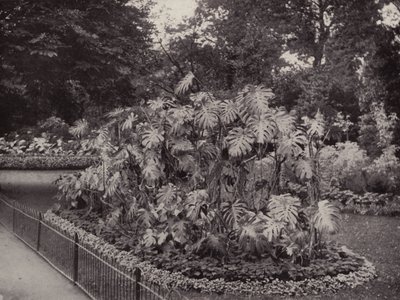 Monstera Deliciosa im Battersea Park von English Photographer
