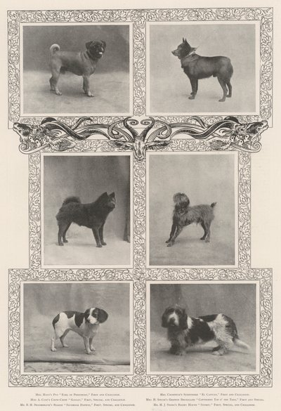 Bemerkenswerte Preisträger bei der sechsundvierzigsten Ausstellung des Kennel Clubs von English Photographer