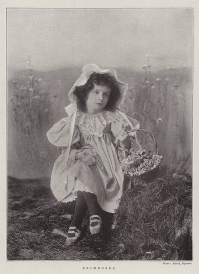Primeln von English Photographer