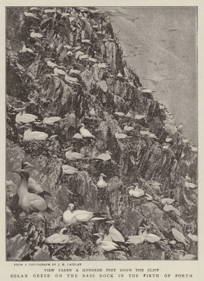 Basstölpel auf dem Bass Rock im Firth of Forth von English Photographer