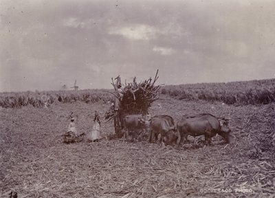 Zuckerplantage, Barbados, 1880 von English Photographer